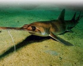 锯鲨的图片,深海中的神秘利齿猎手