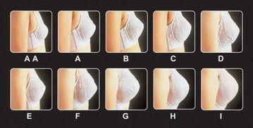 a罩杯图片,女性魅力之源的时尚解读